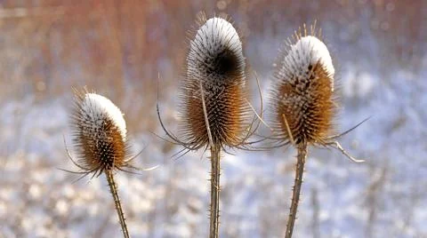 Teasel with snow cap Stock Photos