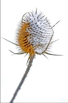 Teasel with snow hat Stock Photos