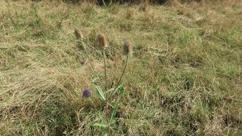 Teasels blowing in the breeze Stock Footage 144572695