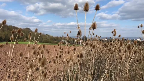 Teasels field and cloudy Sky Stock Footage 152851545