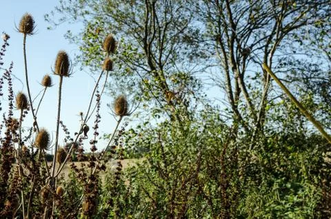 Teasels in Hedgerow Stock Photos