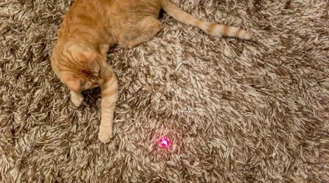 Teasing Cat with Laser Pointer on Floor - Orange Tabby Kitten Having Fun Stock Footage 45593692