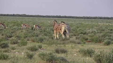 Teasing continues; springbok pass in the back — Part 25 Stock Footage 320845844