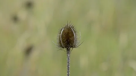 Teasle Video stock 7766227