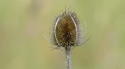 Teasle Stock Footage 7766229