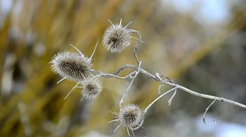 Teasle plant swaying in the wind Stock Footage 10744541