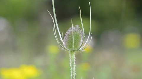 Teasle in the rain Stock Footage 7766246