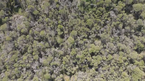 Tea‑tree canopy forward vertical drone flight (4K) Stock Footage 340986699