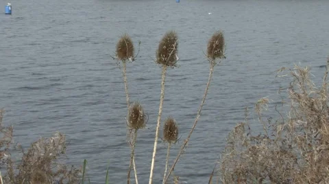 Teazels beside lake. Stock Footage