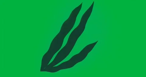 Tech designers placing dark leaf shapes on transparent background showing Stock Footage 347300133