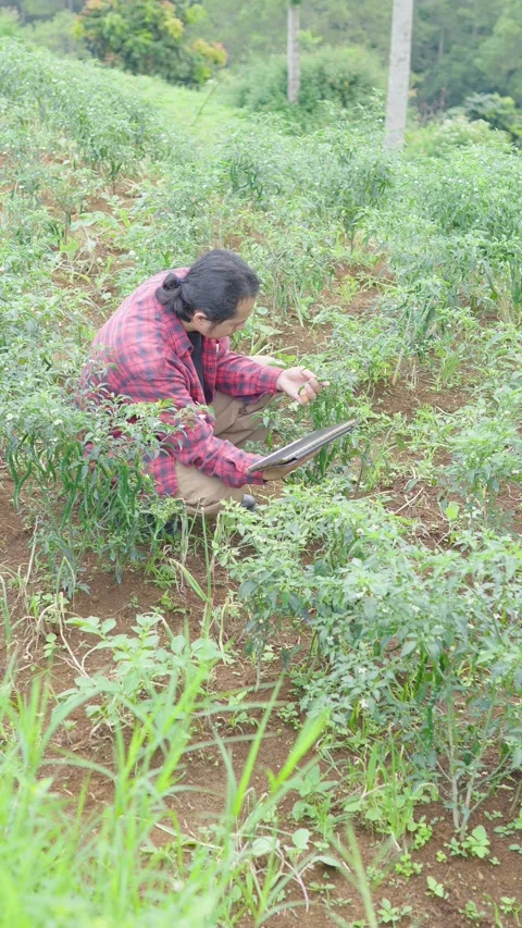 Tech savvy farmer crouched in chili field, combining hands on plant inspection Stock Footage 309914916