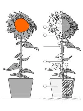 Technical blueprint of sunflower in a pot Stock Illustration