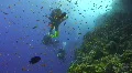 Technical diver exploring coral reef HD Footage