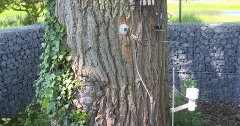 Technical equipment attached to a tree trunk to monitor its growth and sapflow Stock Footage