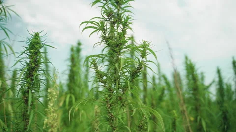 The technical hemp Stock Footage 233817047