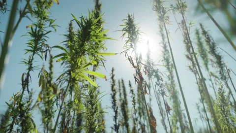  technical hemp  Stockbeeldmateriaal 233819446