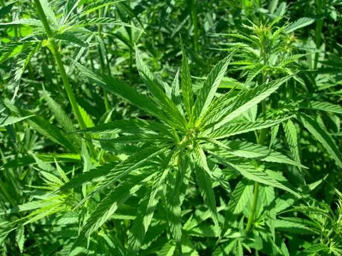 Technical hemp Stock Photos