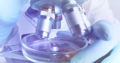 Technician drips a solution from pipette into Petri dish for further examination Stock Footage 152388617
