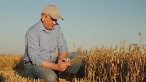 Technician examines wheat plants with technology, Rural worker analyzes grain Stock Footage 308321272