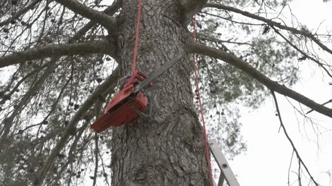 Technician hoists a chainsaw with a rope to a tree Stock Footage 302548482