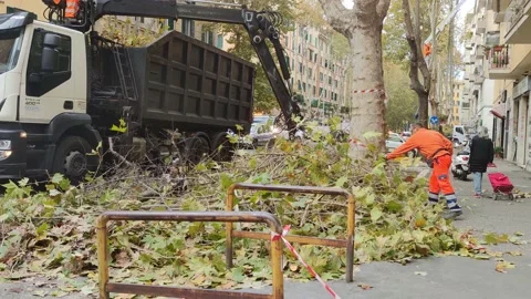 A technician loads cut tree branches using a special machine Stock Footage 229803000