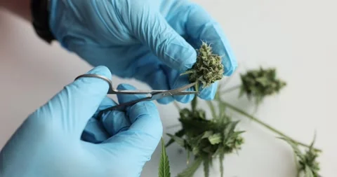 Technician uses scissors to extract seeds from cannabis plant Stock Footage 283794115