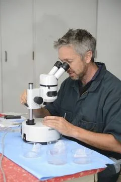 A technician uses a stereo microscope to locate the calf embryos flushed from a Stock Photos