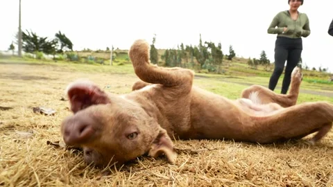 Technicians testing flexible spring tool in South America 스톡 동영상 312101436