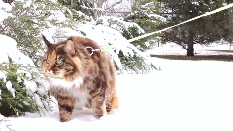 A technicolor Maine Coon cat walks on a leash in a snowy garden in winter Stock Footage 307512777
