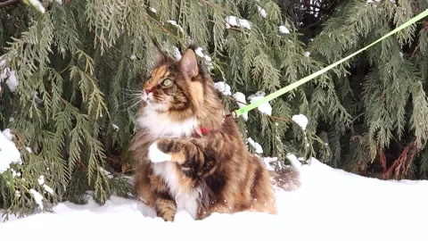 A technicolor Maine Coon cat walks on a leash in a snowy garden in winter Stock Footage 307512789