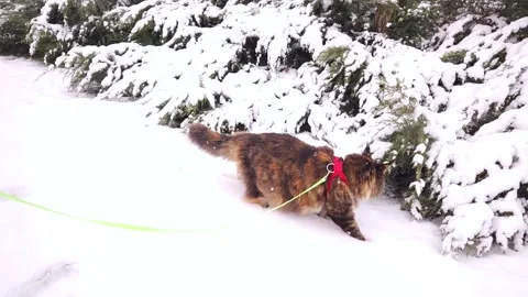 A technicolor Maine Coon cat walks on a leash in a snowy garden in winter Stock Footage 307512818