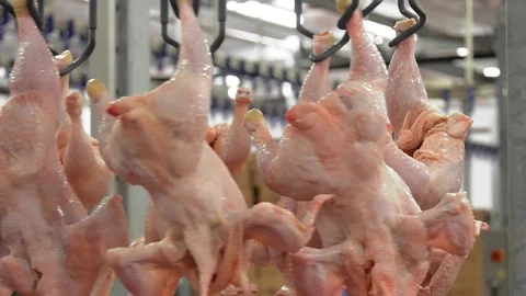 Technological line for primary processing of poultry, chicken carcasses Stock Footage 113057229
