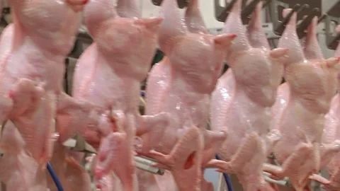 Technological line for primary processing of poultry, chicken carcasses Video stock 122626399
