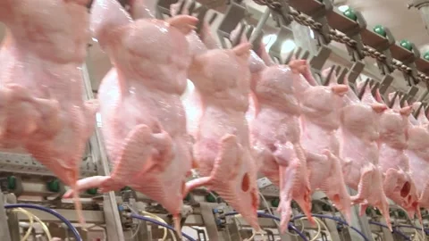 Technological line for primary processing of poultry, chicken carcasses Stock Footage 122626476