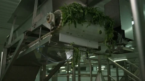Technological Line Processes Vegetable Leaves Stock Footage 72857785