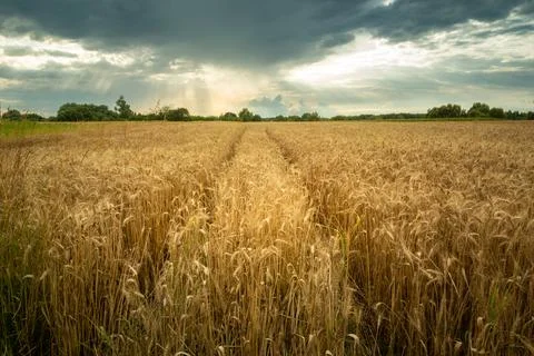 Technological path in the field of golden triticale Stock Photos