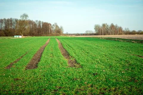 Technological path in the field of young plants Stock Photos