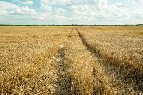 Technological path through the grain, summer view Stock Photos