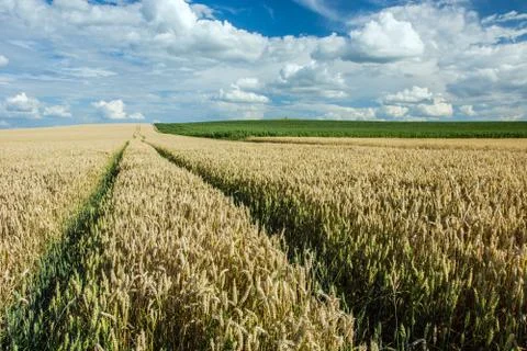 Technological path to the wheat field Stock Photos