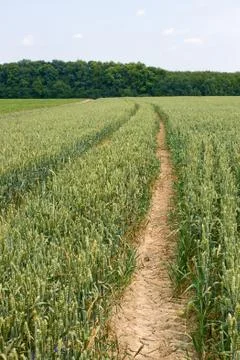 Technological tracks for crops processing on wheat field Stock Photos