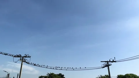 Technology And Environment, Flock Of Pigeons On Electric Lines And Electric Pole Stock Footage 297751800