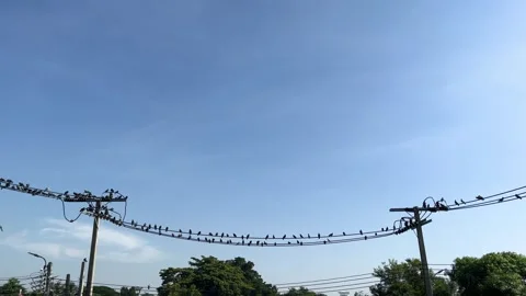 Technology And Environment, Flock Of Pigeons On Electric Lines And Electric Pole Stock Footage 297751808