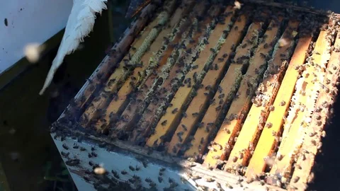 The technology breeding of honey bees.Honey bees on the home apiary. Stock Footage 82229986