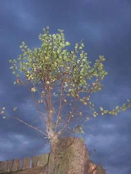 Technology of growing bonsai-type trees on an old stump Stock Photos