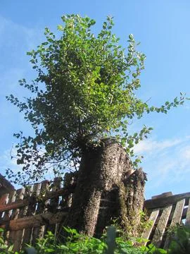 Technology of growing bonsai-type trees on an old stump Stock Photos