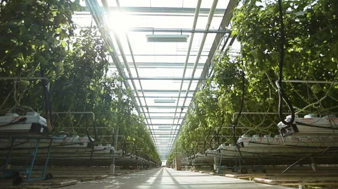 The technology of growing tomatoes in the greenhouse Stock Footage 62641389