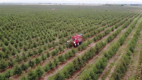 Technology meets tradition – modern cherry harvesting from above Stock Footage 301788362