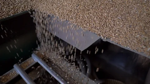 Technology production corn kernel Stock Footage 96394290