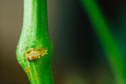 Technology supercropping Super Cropping Stem fractures in cannabis grow. 스톡 사진