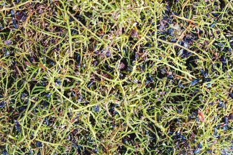 Technology of wine production. Wine making processing. Separate brushes from  Stock Photos